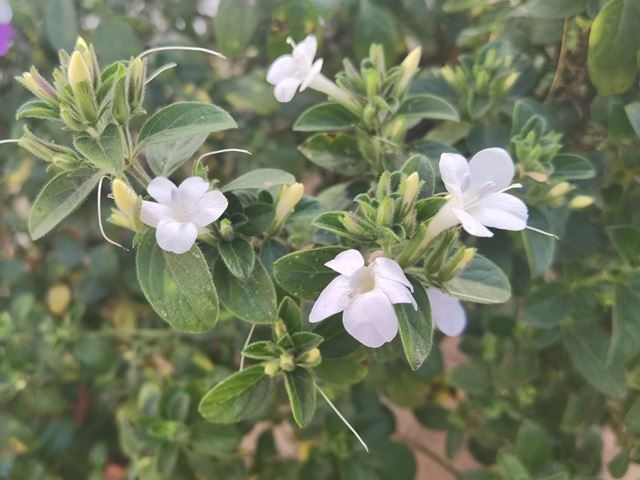 Barleria obtusa white (3) white flowers shrub pot plant hardy well drained soil balcony plant beautiful flowers small leaves hairy leaves